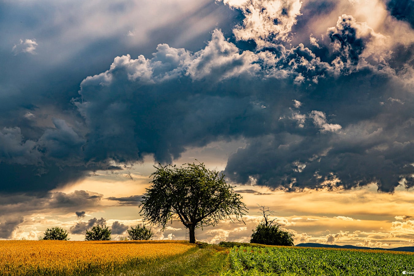 Frantisek Zvardon-photo Alsace